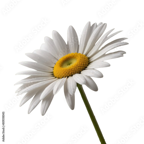 TRANSPARENT PNG ULTRA HD 8K A sharp close-up image highlighting a solitary charming daisy against a subtle  transparent background  ensuring the petals are crisp and clear