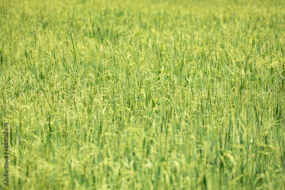 Beautiful golden rice field Beautiful golden rice field