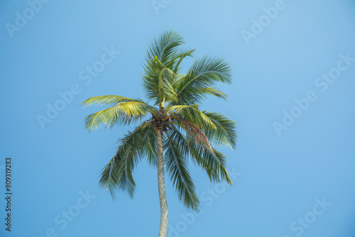 Silhouettes of palm trees against blue sky in hot country.