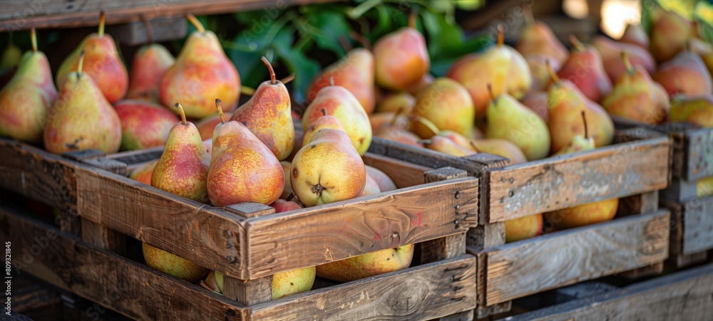 Pears photography close up. A wooden crate with Pears photography. Fresh Pear in a wooden crate horizontal banner poster Pears photography close up. A wooden crate with Pears photography. Fresh Pear in a wooden crate horizontal banner poster