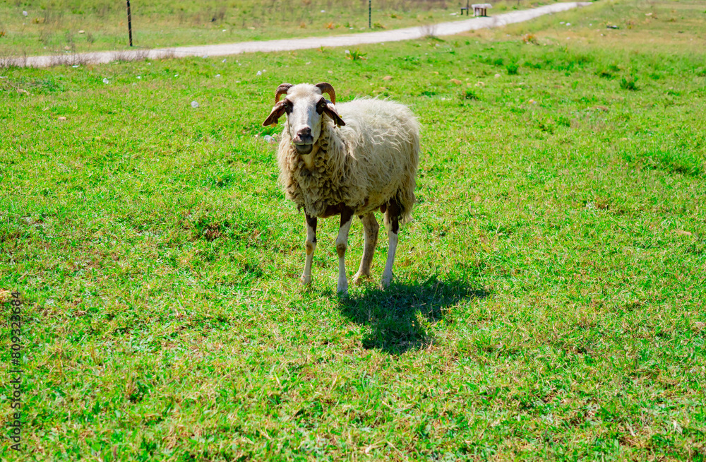 Obraz premium a flock of sheep grazing in a field