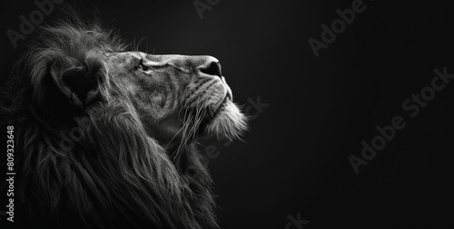 Black and white lion portrait on black background, high resolution photography