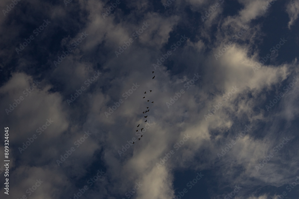 flock of birds flying in the blue sky with clouds at sunset flock of birds flying in the blue sky with clouds at sunset