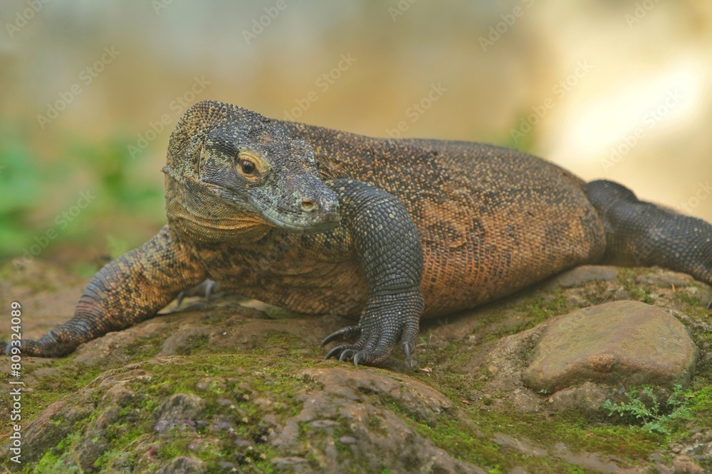 a young komodo dragon roamed the rocks watching the surroundings a young komodo dragon roamed the rocks watching the surroundings