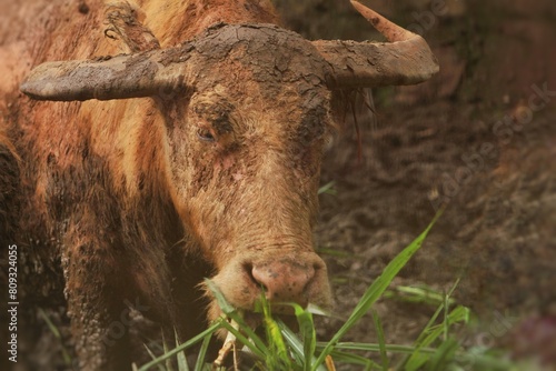 a muddy albino buffalo stares at the camera while eating grass