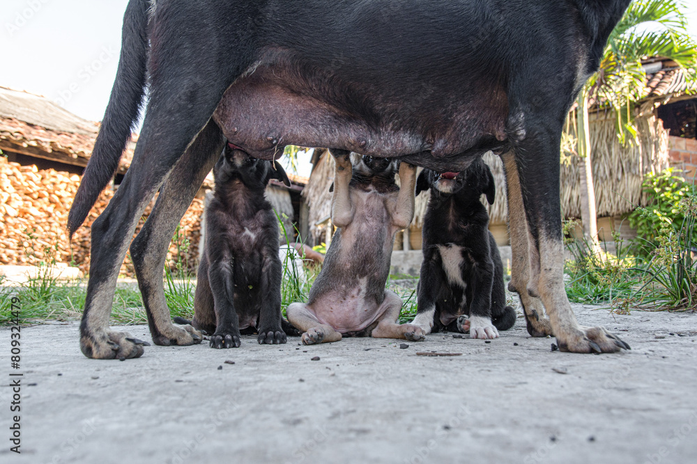 Fototapeta premium Puppies sucking on their mother. Motherhood concept