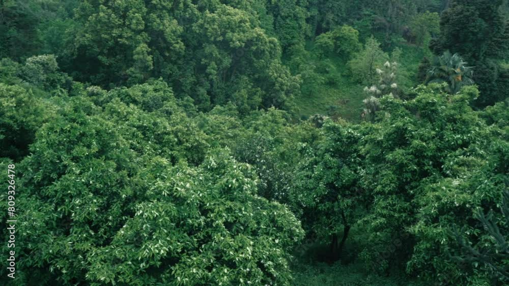 Misty rain gently falls on lush green orchard in bloom, infusing air with moisture resembling thin fog, enhancing natural beauty and tranquility of landscape. Misty rain gently falls on lush green orchard in bloom, infusing air with moisture resembling thin fog, enhancing natural beauty and tranquility of landscape.