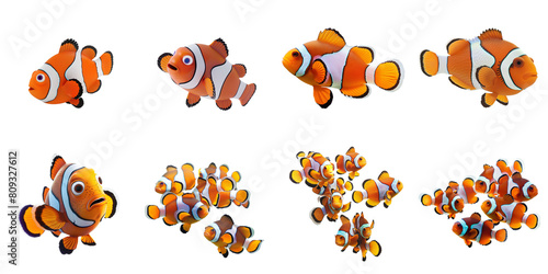 Nemo clownfish group png transparent with no background for sample presentation.