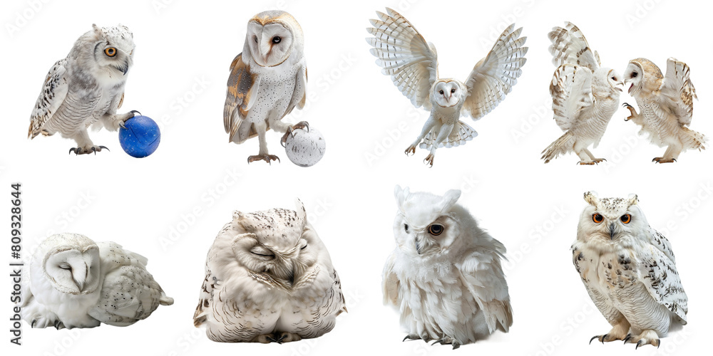 Obraz premium Owl transparent isolated set in 3d png using for presentation.