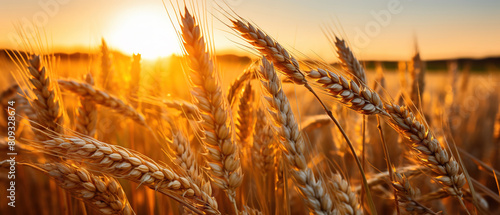 Wheat Field with Sun Setting in the Background. AI Generated Image photo