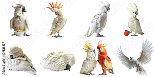 Set of Cockatoo bird png mockup in 3d without backoground for decoration.