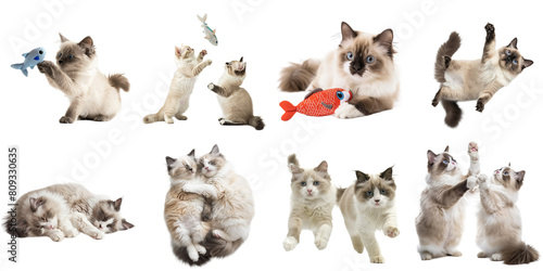 Ragdoll cat png collection set no background for sample decoration.