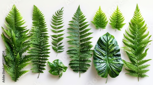 A collection of small  medium  and large fern leaves