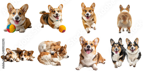 Corgi dog transparent isolated set in 3d png using for presentation.
