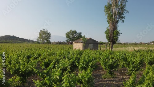 vineyards on Zakynthos island photo