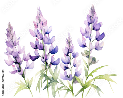 PNG Lupine lavender blossom flower.