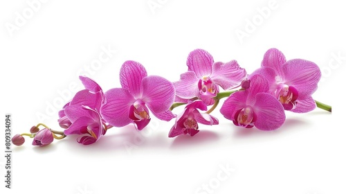Magenta Orchids Alone on a White Background