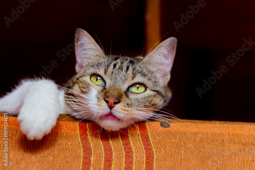 Cute tabby cat lying on the sofa and looking at camera