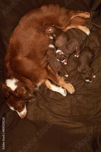 A mother dog is laying on a bed with her puppies