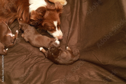 A mother dog is nursing her puppies on a brown blanket