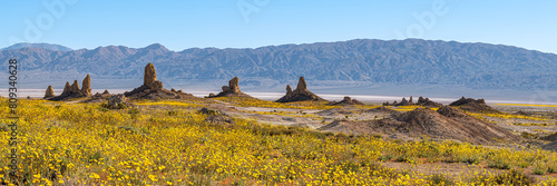 Wildflowers bloom at the Trona Pinnacles in the Panamint Valley, 1x3 Panorama.