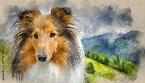 watercolor portrait of a shetland sheepdog digital painting photo