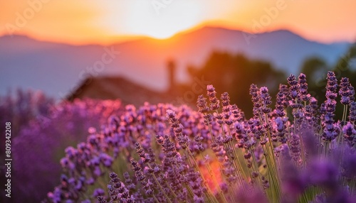 blooming lavender flowers at sunset in provence france macro image