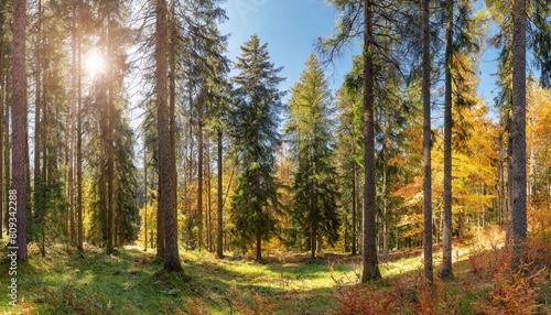 sunny panoramic forest of spruce trees in autumn