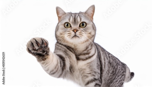 portrait of charming curious cat scottish straight standing with raised paw isolated on white background © Lauren