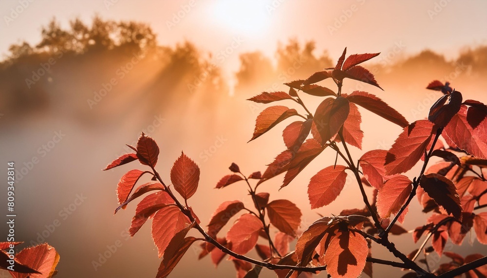 sun rays in fog behind autumn leaves with silhouettes and illuminated red foliage panoramic format