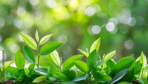 green nature background closeup natural view of green leaves on blurred bokeh background for freshness