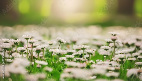 bellis perennis flowers in the field green blur background photo