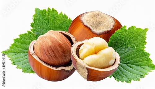 filbert nuts hazelnut with green leaf in png isolated on transparent background photo