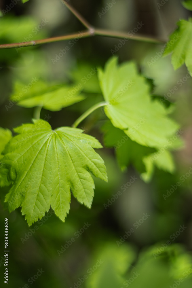 Japanese Maple (Acer japonicum) Japanese Maple (Acer japonicum)