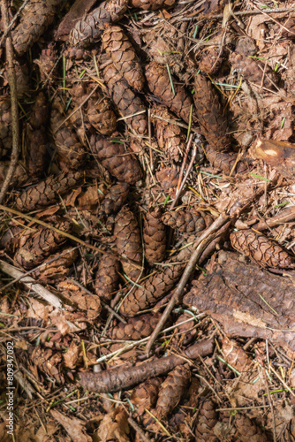 Forest Floor