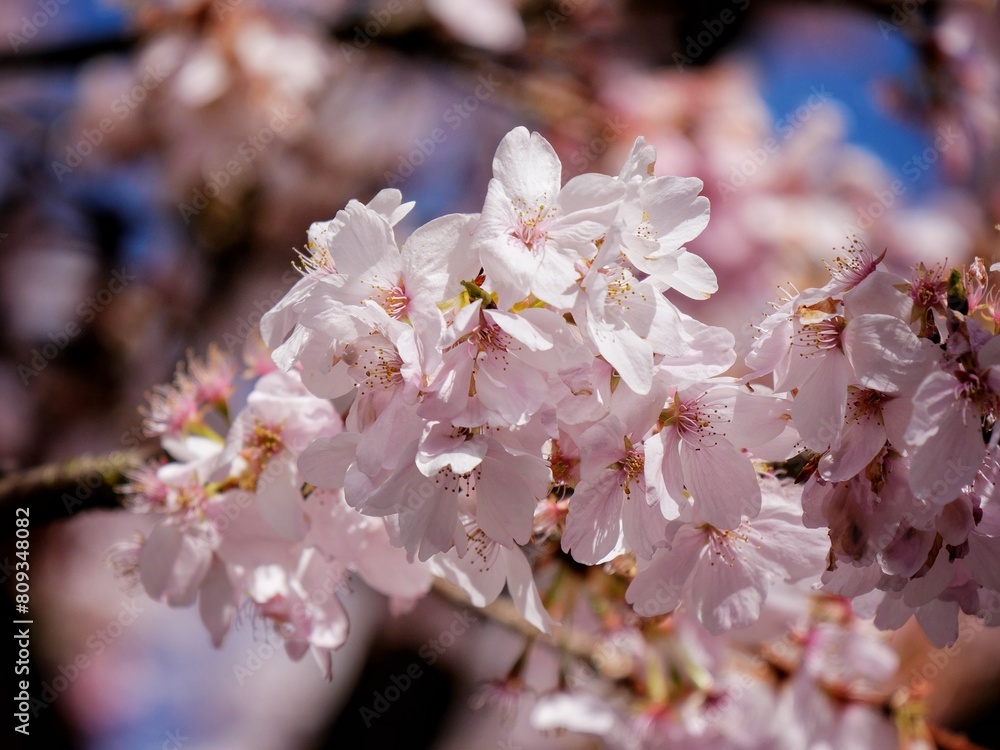 Fototapeta premium cherry tree blossom