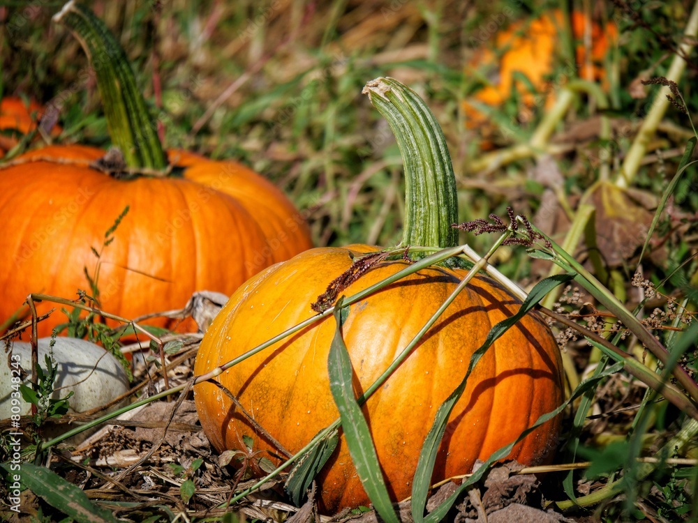 Obraz premium pumpkins on a field
