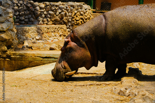 hipopotamo  photo