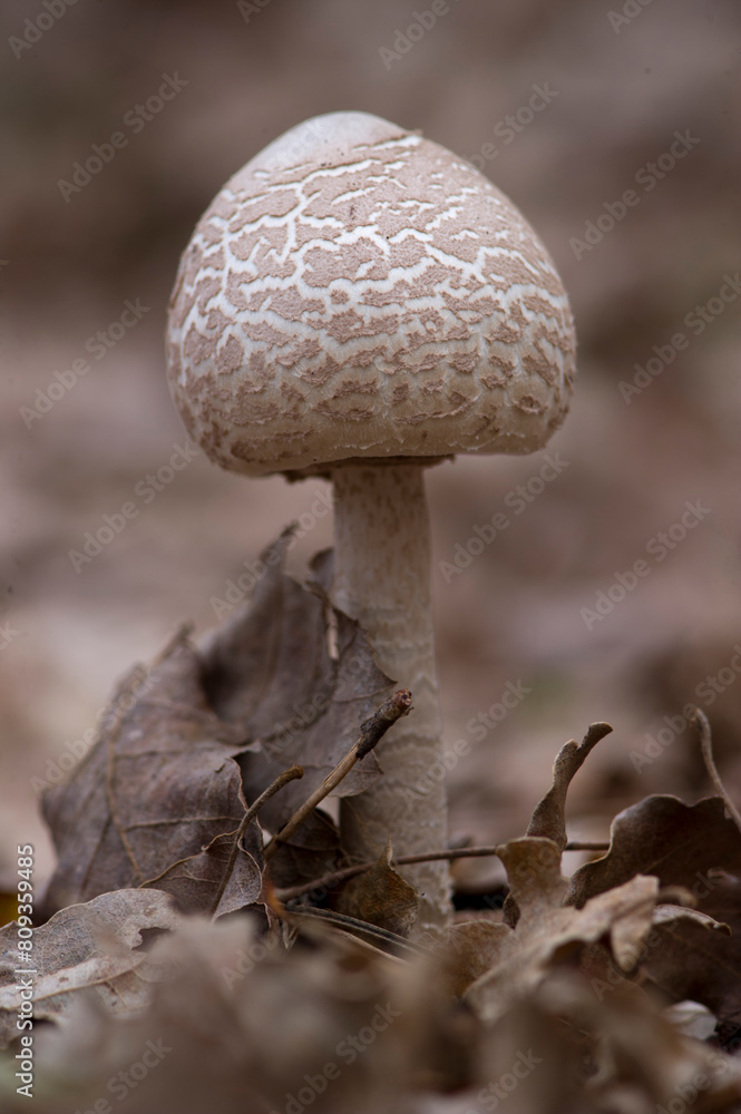 Drumstick, Macrolepiota procera, large edible mushroom. Alghero, Sardinia, Italy Drumstick, Macrolepiota procera, large edible mushroom. Alghero, Sardinia, Italy
