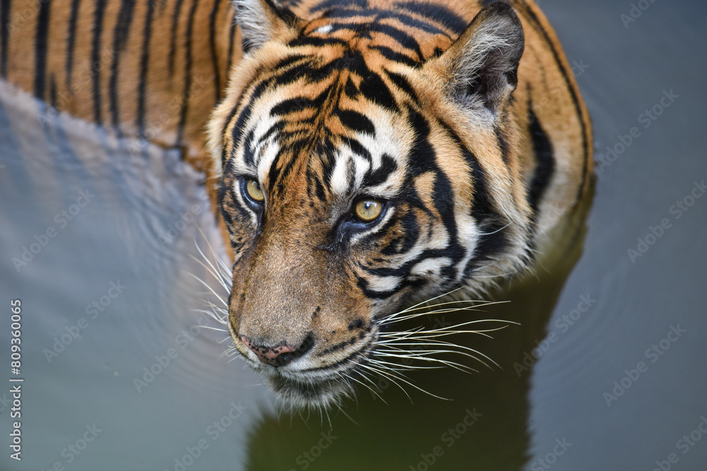 Sumatran Tiger Staring Eyes Sumatran Tiger Staring Eyes