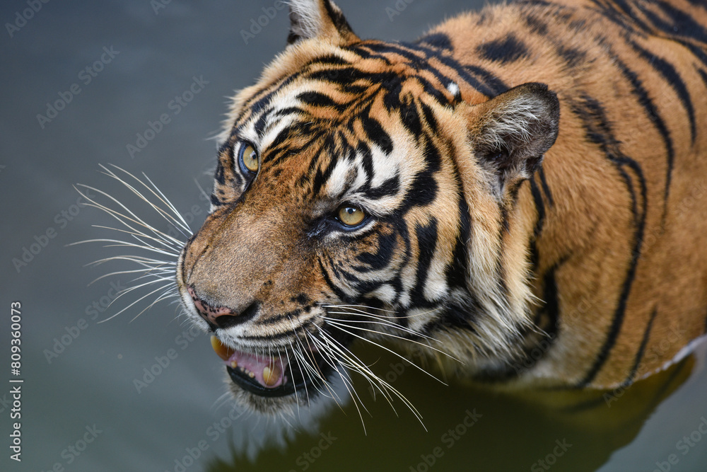 Fototapeta premium Disturbing Sumatran Tiger on habitat