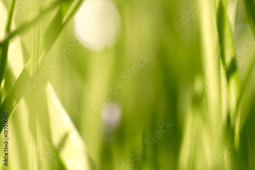 Abstract Green Grass Texture