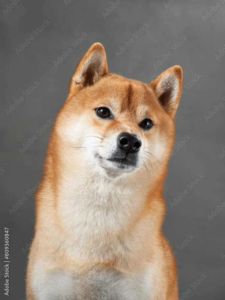 Attentive Shiba Inu with a keen gaze, studio capture. This dog sharp look and poised demeanor shine in a controlled studio environment Attentive Shiba Inu with a keen gaze, studio capture. This dog sharp look and poised demeanor shine in a controlled studio environment