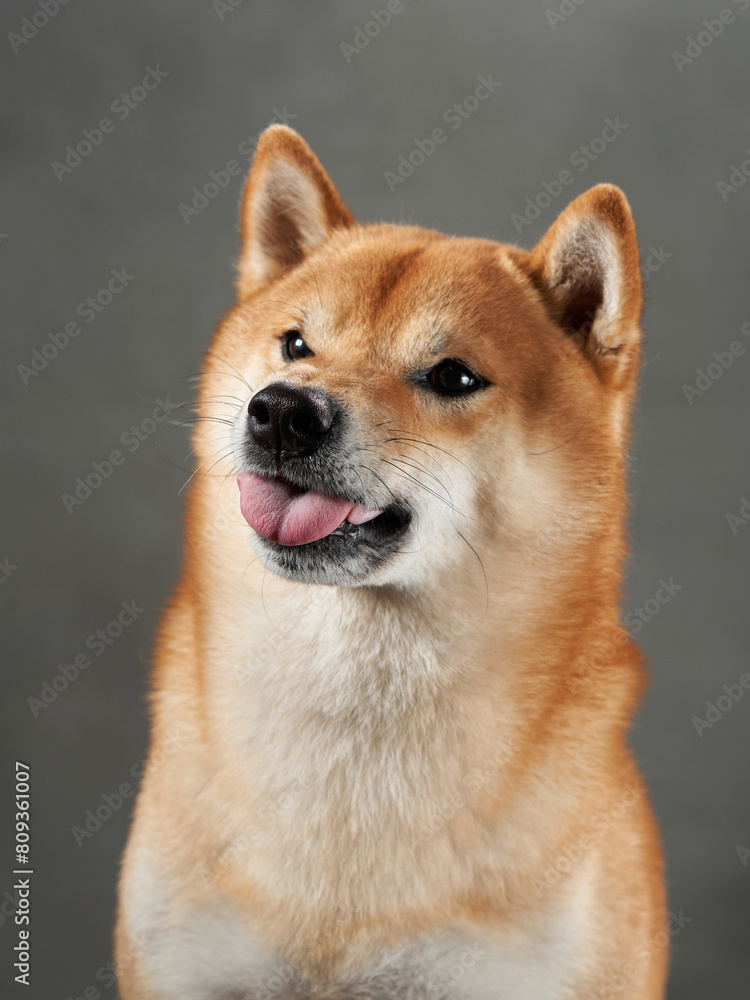 Shiba Inu smirking, studio setting. A dog playful smirk is charmingly captured, with a subtle head tilt in a studio backdrop Shiba Inu smirking, studio setting. A dog playful smirk is charmingly captured, with a subtle head tilt in a studio backdrop