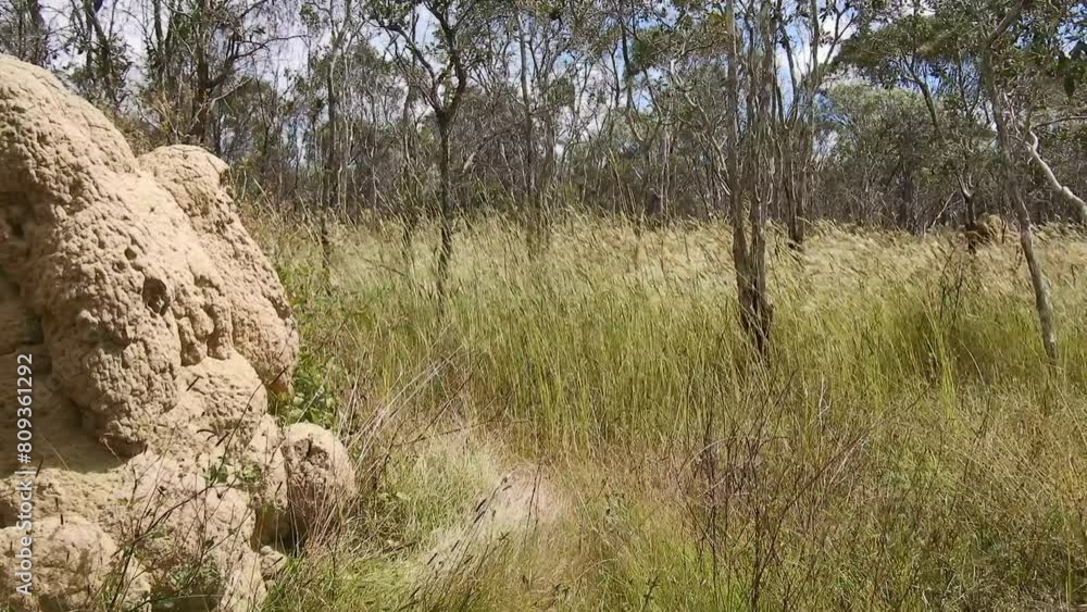 Bushland in Northern Queensland: diverse flora, grassland, termite mounts. Eucalyptus, Outback, wilderness, biodiversity, savannah, unique ecosystem. Bushland in Northern Queensland: diverse flora, grassland, termite mounts. Eucalyptus, Outback, wilderness, biodiversity, savannah, unique ecosystem.