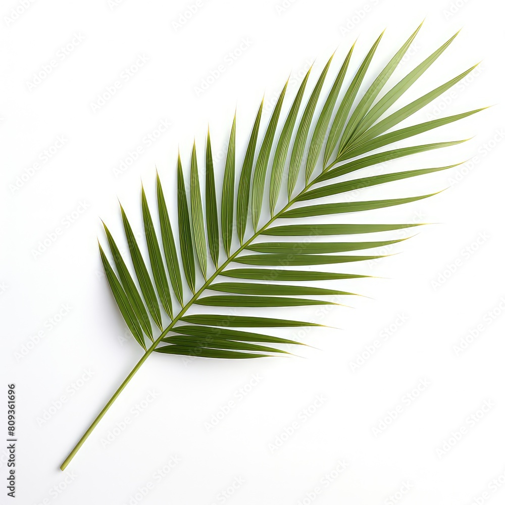 Fototapeta premium Palm Leaf On White Background, Generative AI