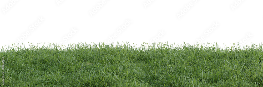Fototapeta premium Green grass on transparent background 3d rendering