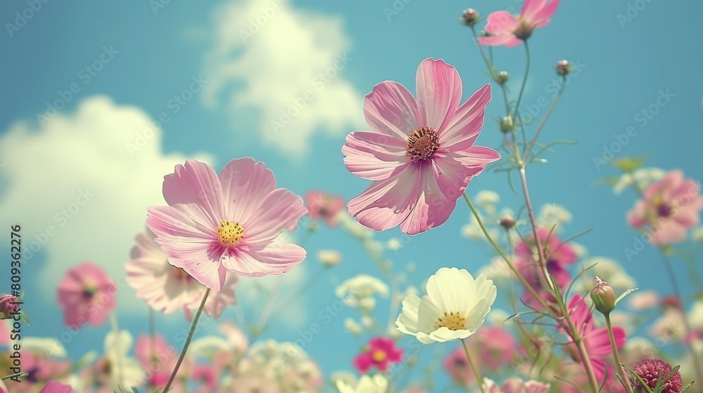 A serene and uplifting perspective of beautiful pink and white cosmos flowers gracefully swaying against a vivid blue sky with fluffy white clouds scattered throughout