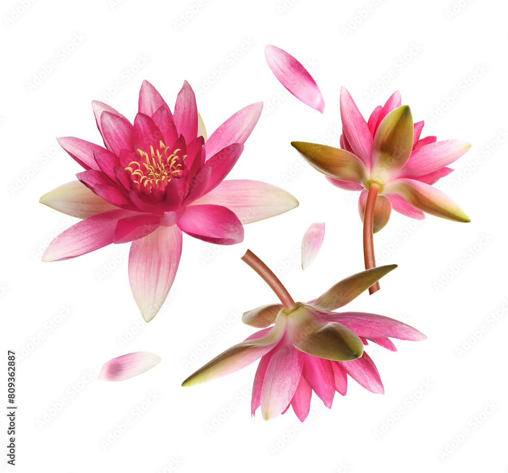 Fototapeta premium Beautiful lotus flowers and petals flying on white background