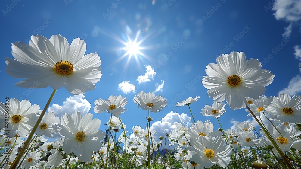 A vibrant low-angle view of white daisies thriving under a clear blue sky with the sun shining brightly, capturing the essence of a perfect sunny day